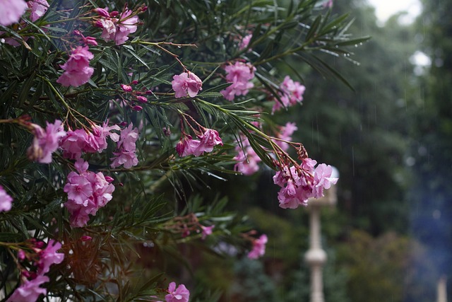 Oleander im Regen