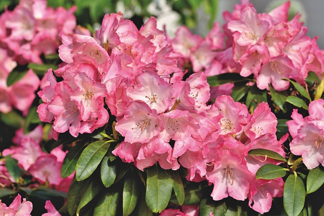 Rhododendron