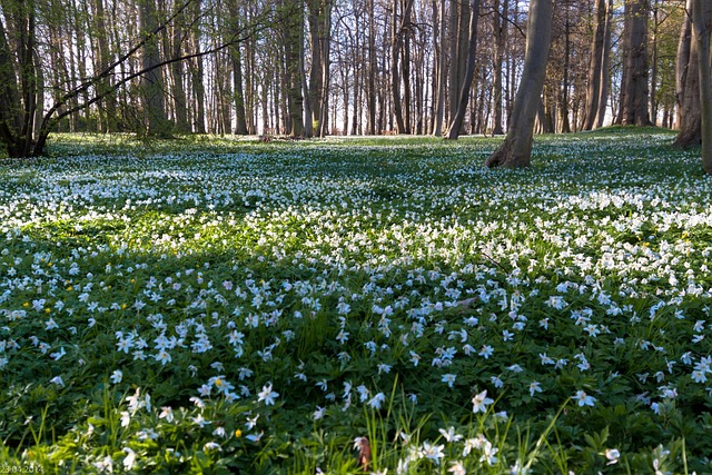 Weißer Teppich aus blühenden Buschwindröschen, die in einem Laubwald wachsen. 