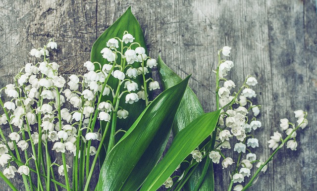 Duftendes Maiglöckchen mit ihren weißen Blüten und großen grünen Blättern. 
