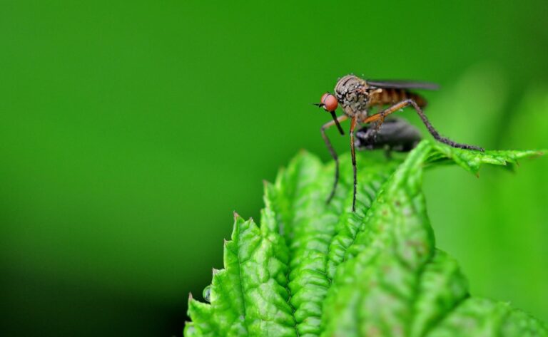 insect-g0a0f26b91_1280