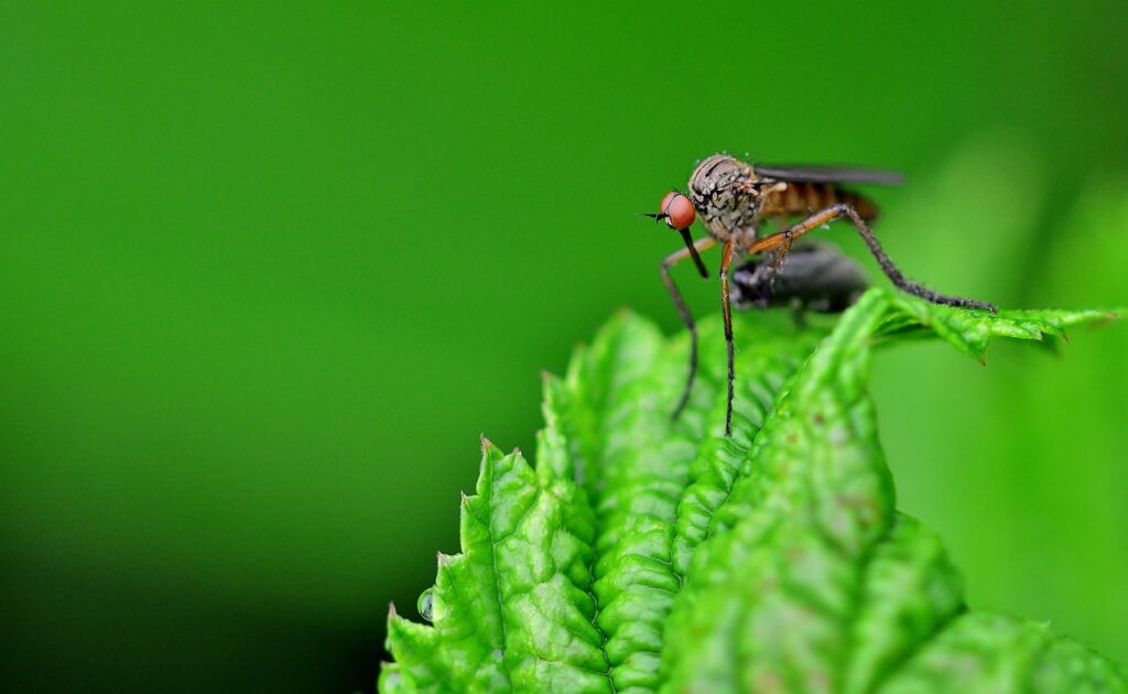 insect-g0a0f26b91_1280