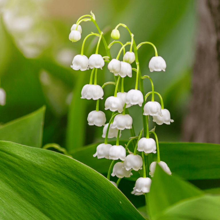 Maiglöcken mit weißen Blüten