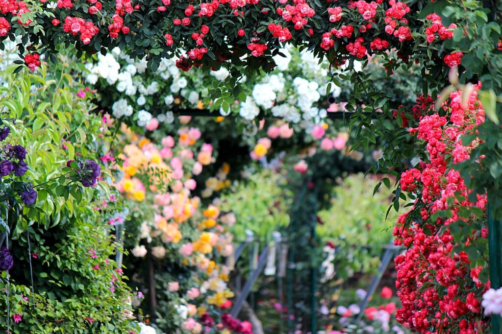Rosengarten mit viele Farben.