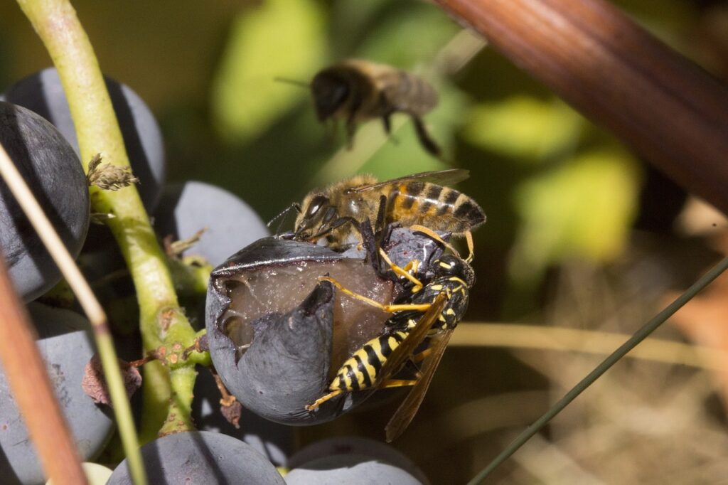Eine Biene und eine Biene beim Sammeln.
