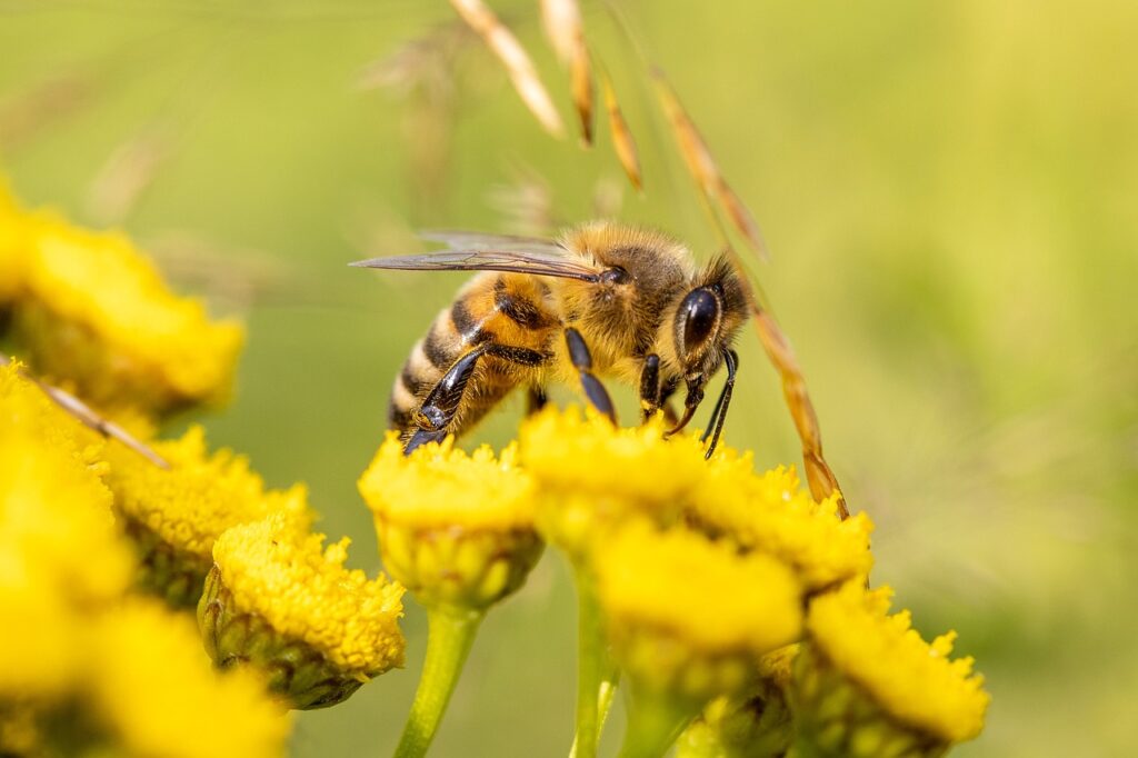 Biene beim Sammeln einer gelben Blume.
