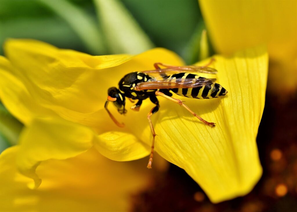 Wespe beim Sammeln einer gelben Blume.