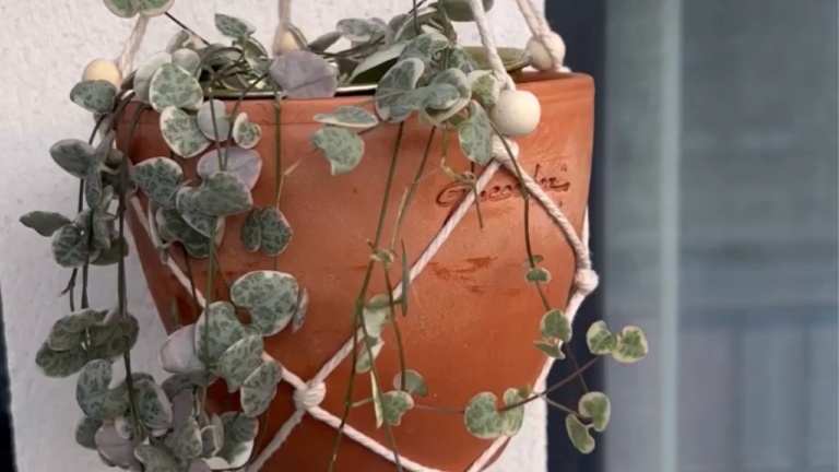 DIY Makramee - Hängende Zimmerpflanze