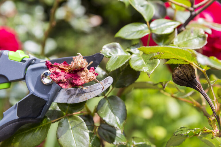 Mature woman hand using shears to cut wilted red rose flower
