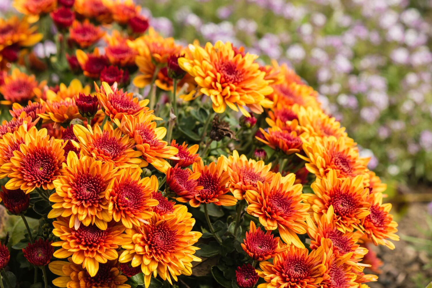 Chrysanthemen - Pflanze des Monats November - Seezon DE