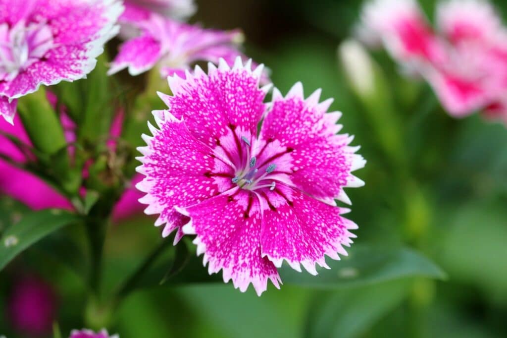 Dianthus chinensis