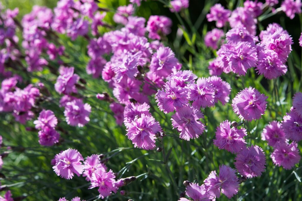 Dianthus deltoides