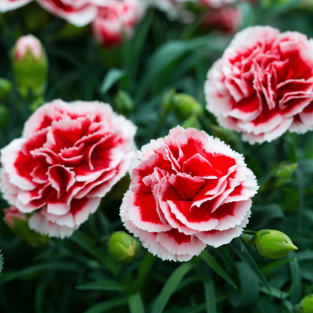 Rot und Weiß Nelken