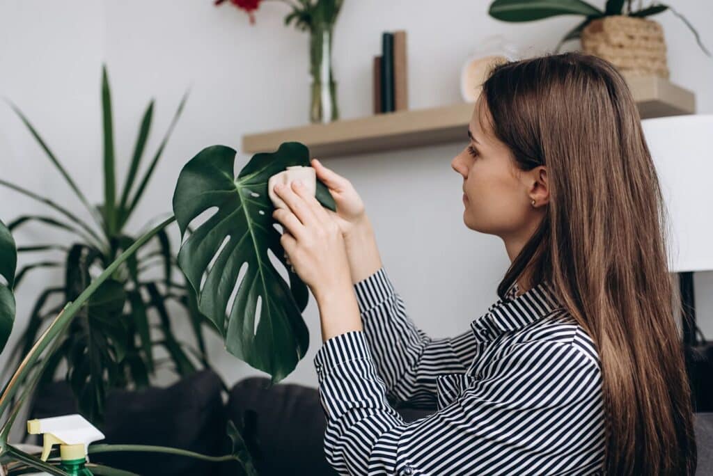 Monstera Blätter abstauben