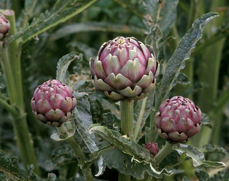 Artichokes at Kitchen garden