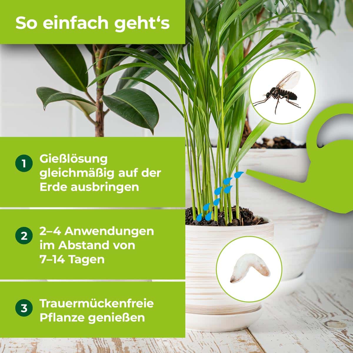 compo buchsbaumzünsler lockstoff Neudorff Buchsbaumzünsler NACHFÜLLPACK – Fischer's EM-Chiemgau Online-Shop main image 0