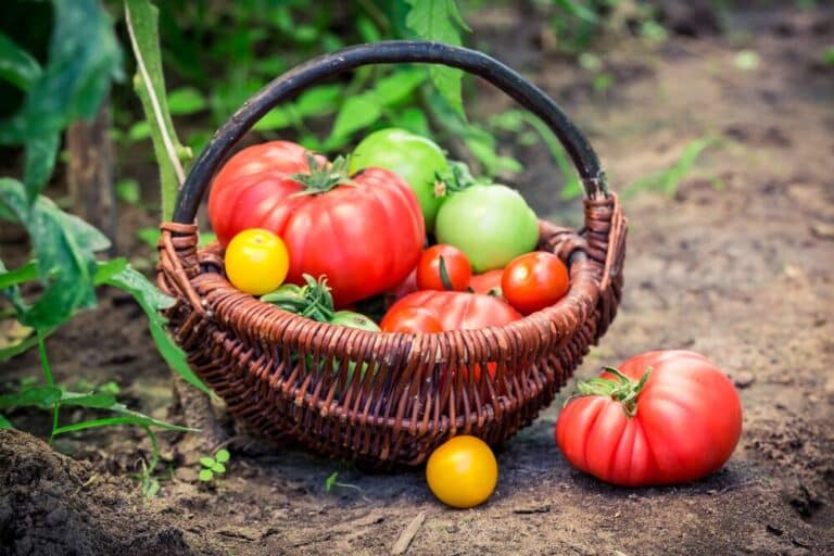 Tomaten