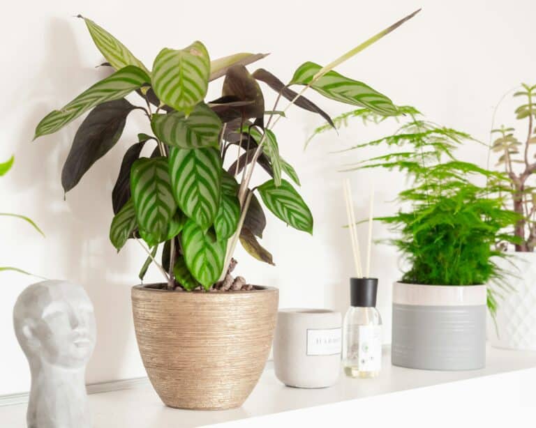 Calathea