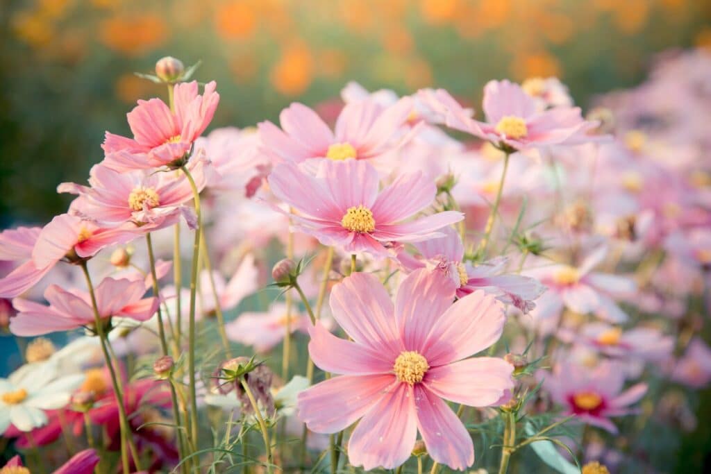 Blumensamen