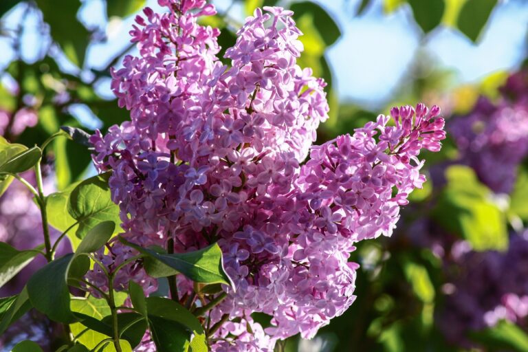 lilac-3013656_1280