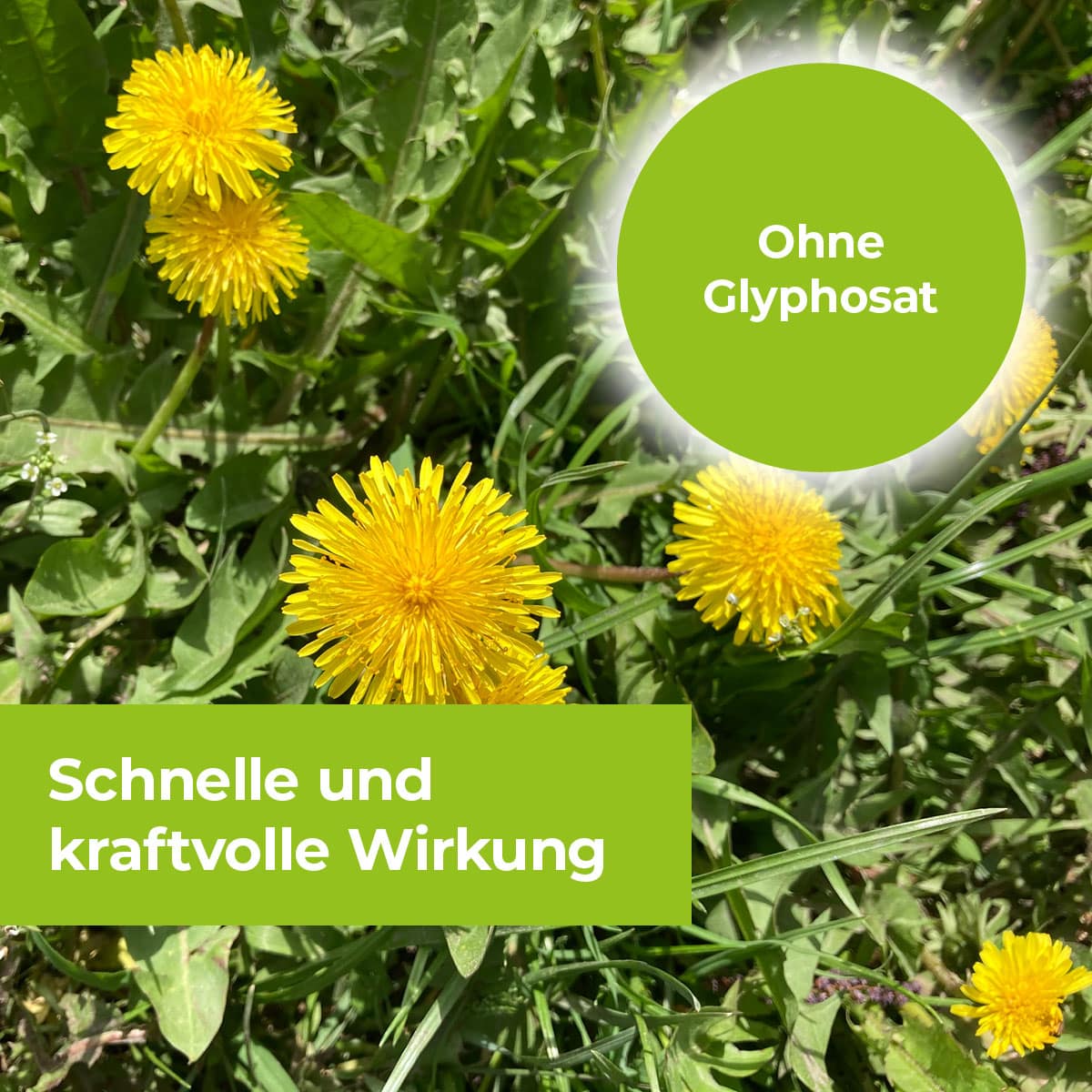 Permaclean Express Unkrautfrei AF - ohne Glyphosat