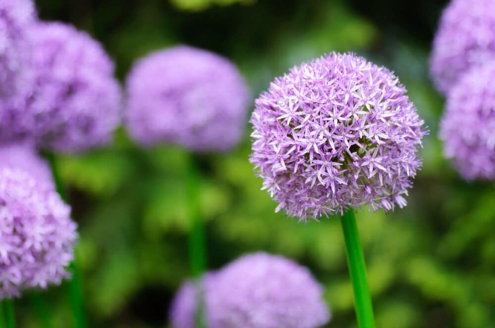 Purple Allium