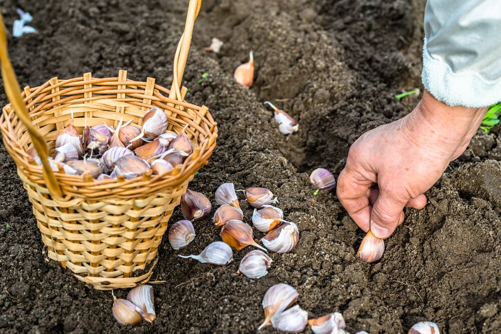 Knoblauch anbauen