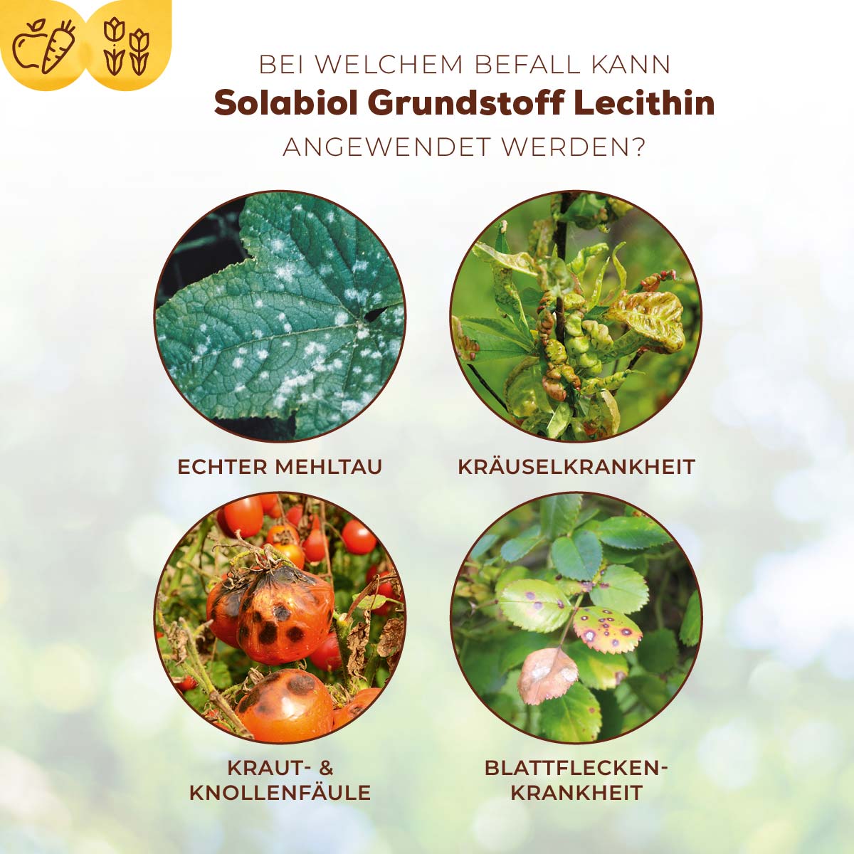 Solabiol Grundstoff Lecithin bei welchem Befall anwendbar