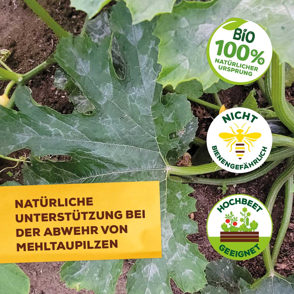 Solabiol Grundstoff Lecithin abwehr von Mehltaupilzen