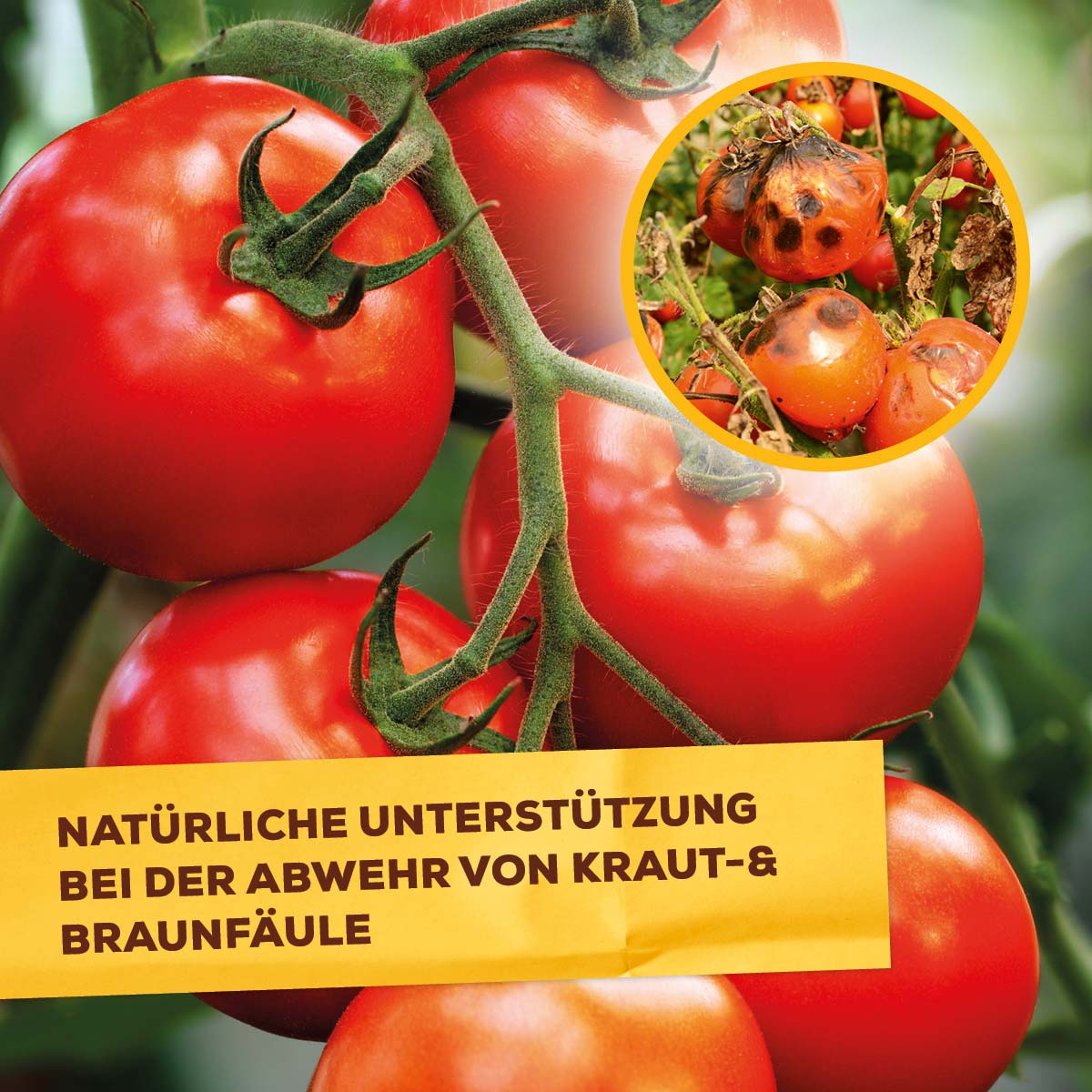 Solabiol Grundstoff Lecithin gegen Kraut- und Braunfäule