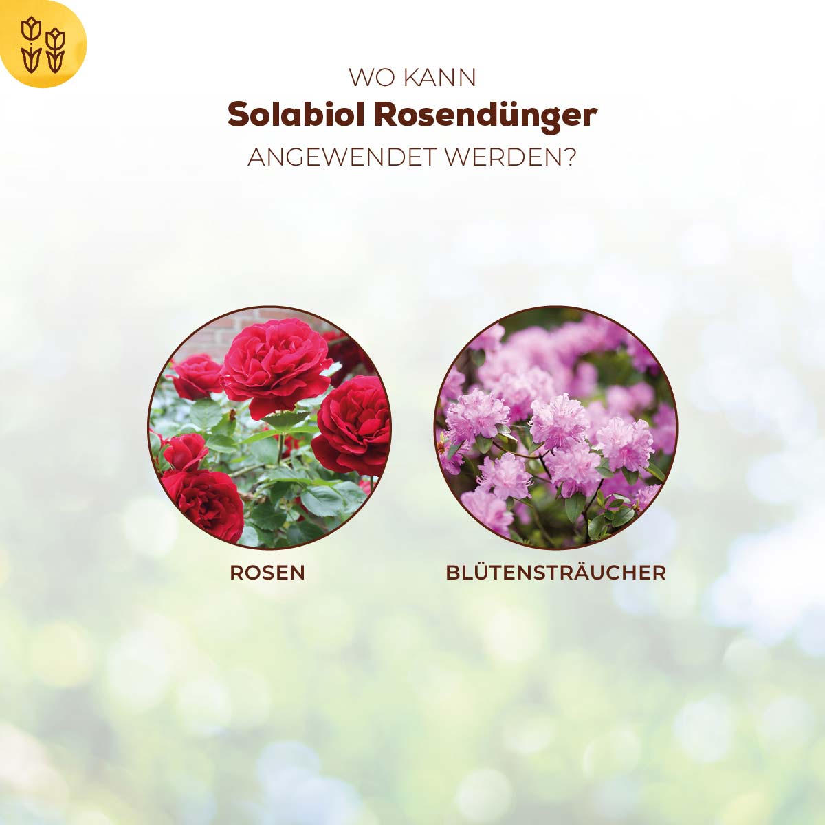 Solabiol Rosendünger wann anwenden