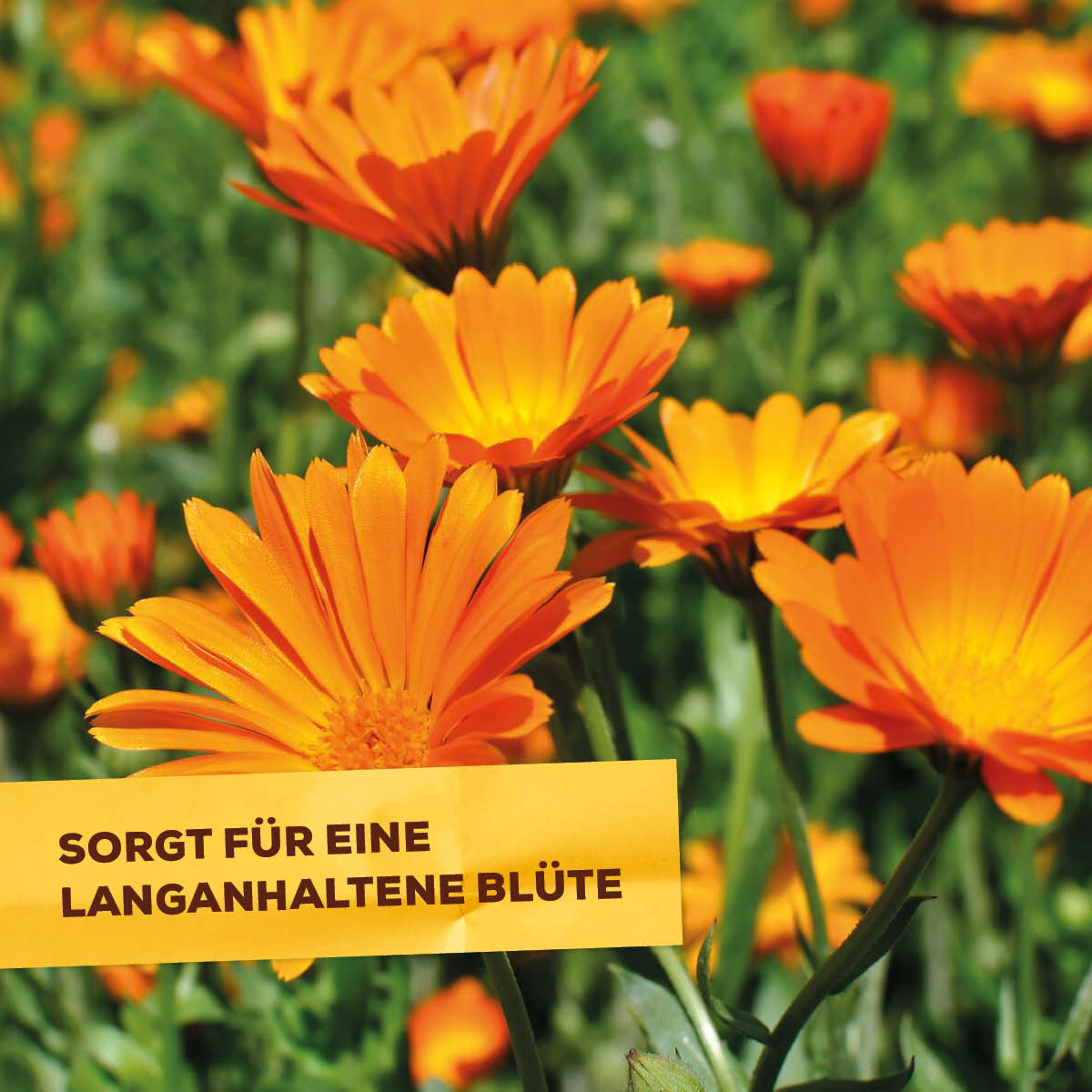 Solabiol Blumen- und Staudendünger sorgt für eine langanhaltende Blüte