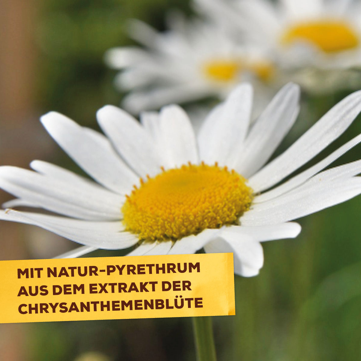 Solabiol Bio Spinnmilben- & Schädlingsfrei AF mit Natur-Pyrethrum