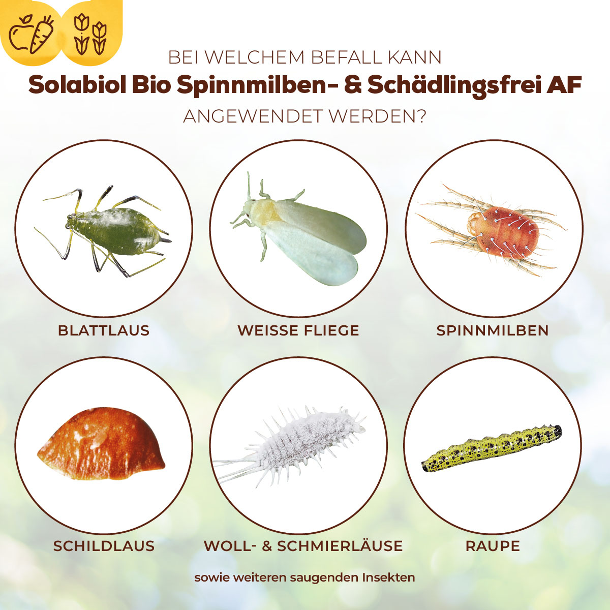 Solabiol Bio Spinnmilben- & Schädlingsfrei AF gegen welche Schädlinge anwendbar