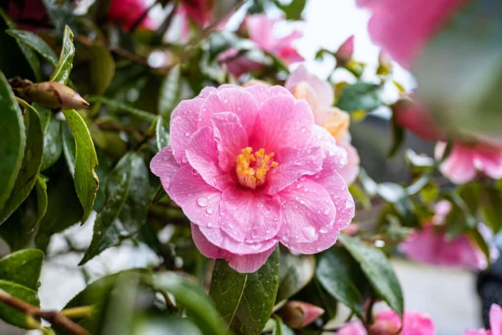 Camellia japonica