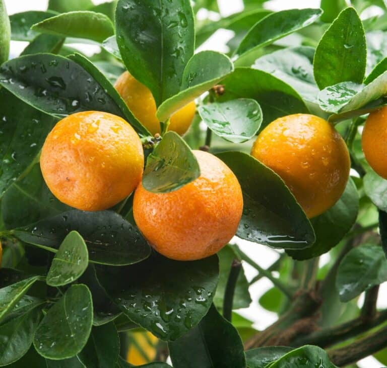 Medium-seezon &#8211; clementine, mandarin,