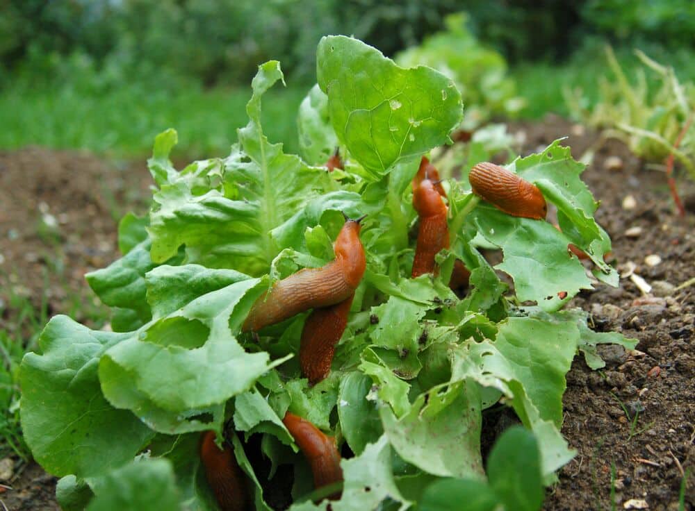 Nacktschnecken Fraß