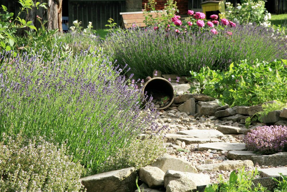 Lavendel im Garten