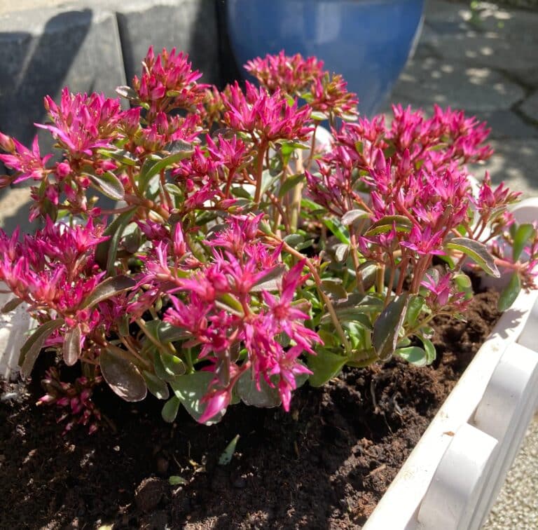 Sedum Pflanze