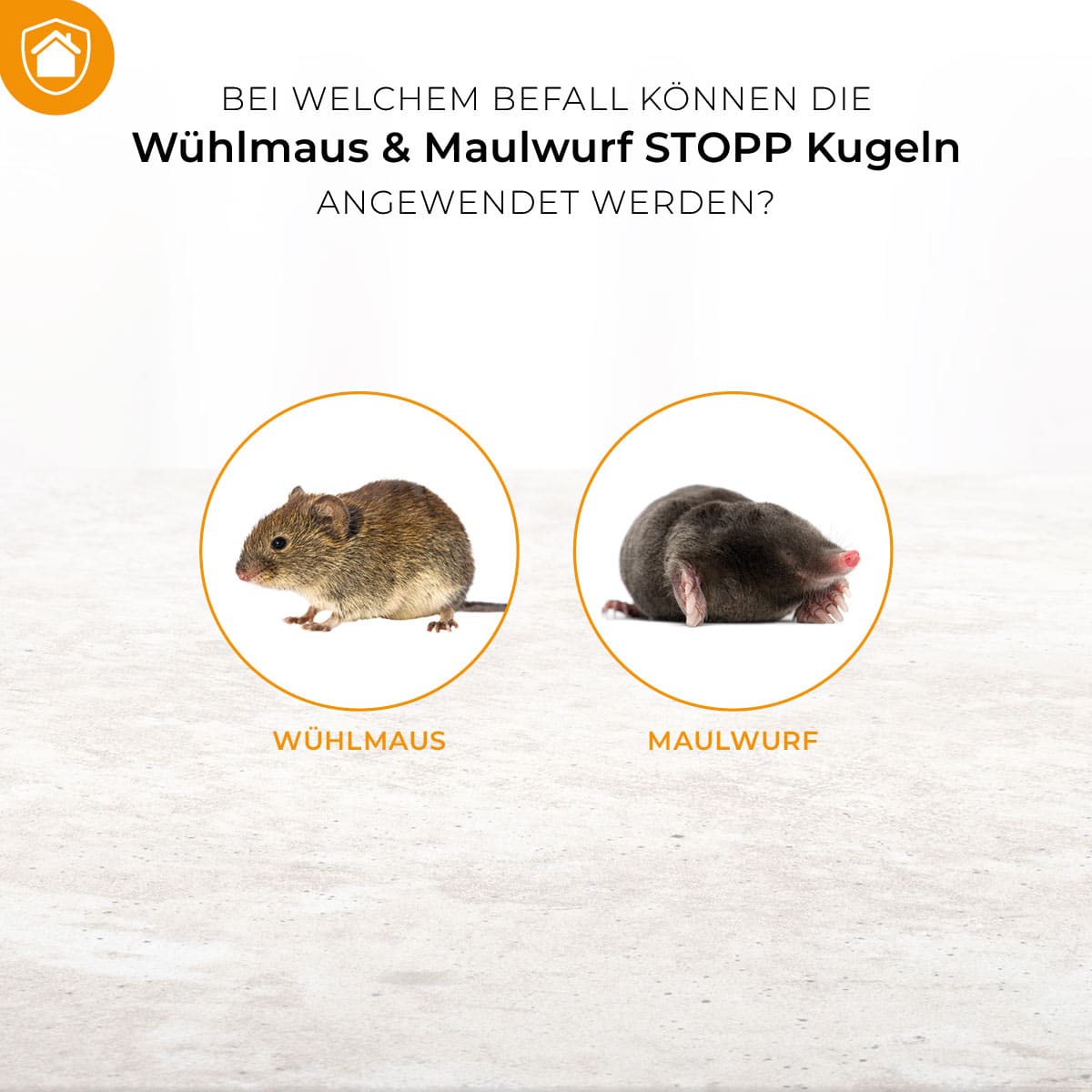 Maulwurf und Wühlmaus