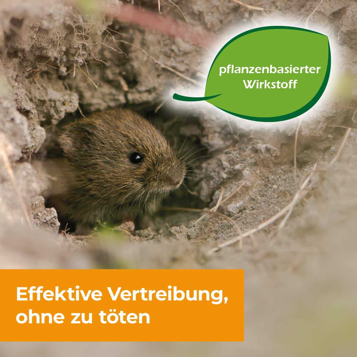 Effektive Vertreibung von Wühlmause