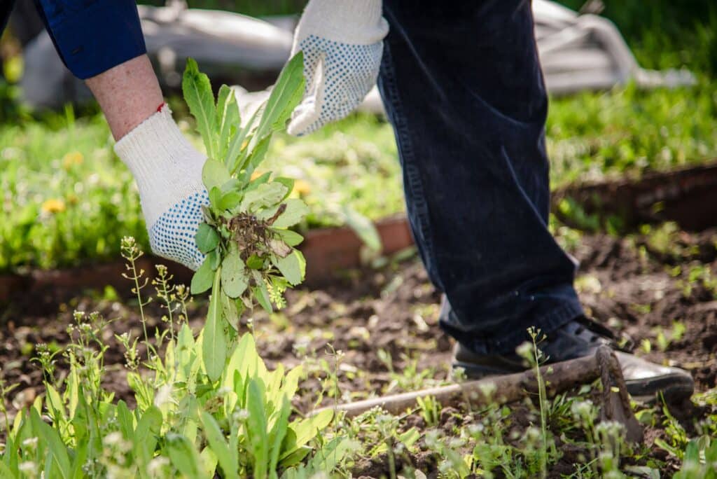 Unkrautbekämpfung im Garten